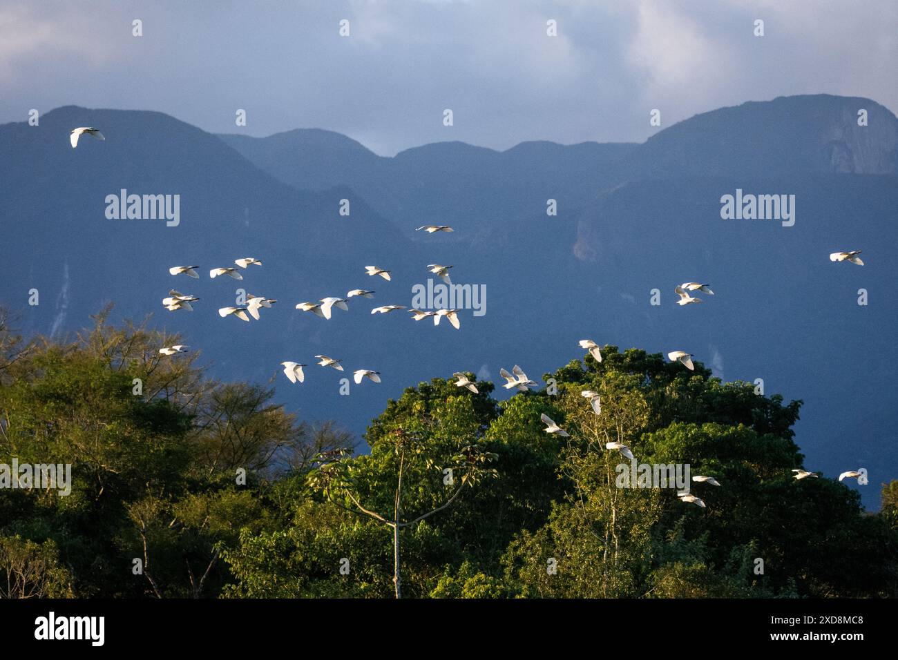 Stormo di aiuole di bestiame che volano sopra l'area della foresta pluviale verde Foto Stock