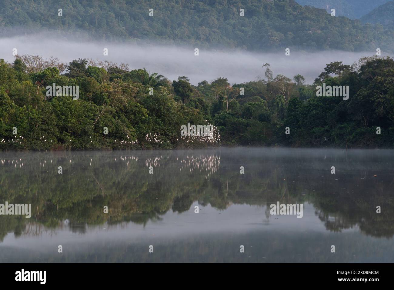 Bellissimo lago con myst e riflessi d'acqua nella foresta pluviale verde Foto Stock