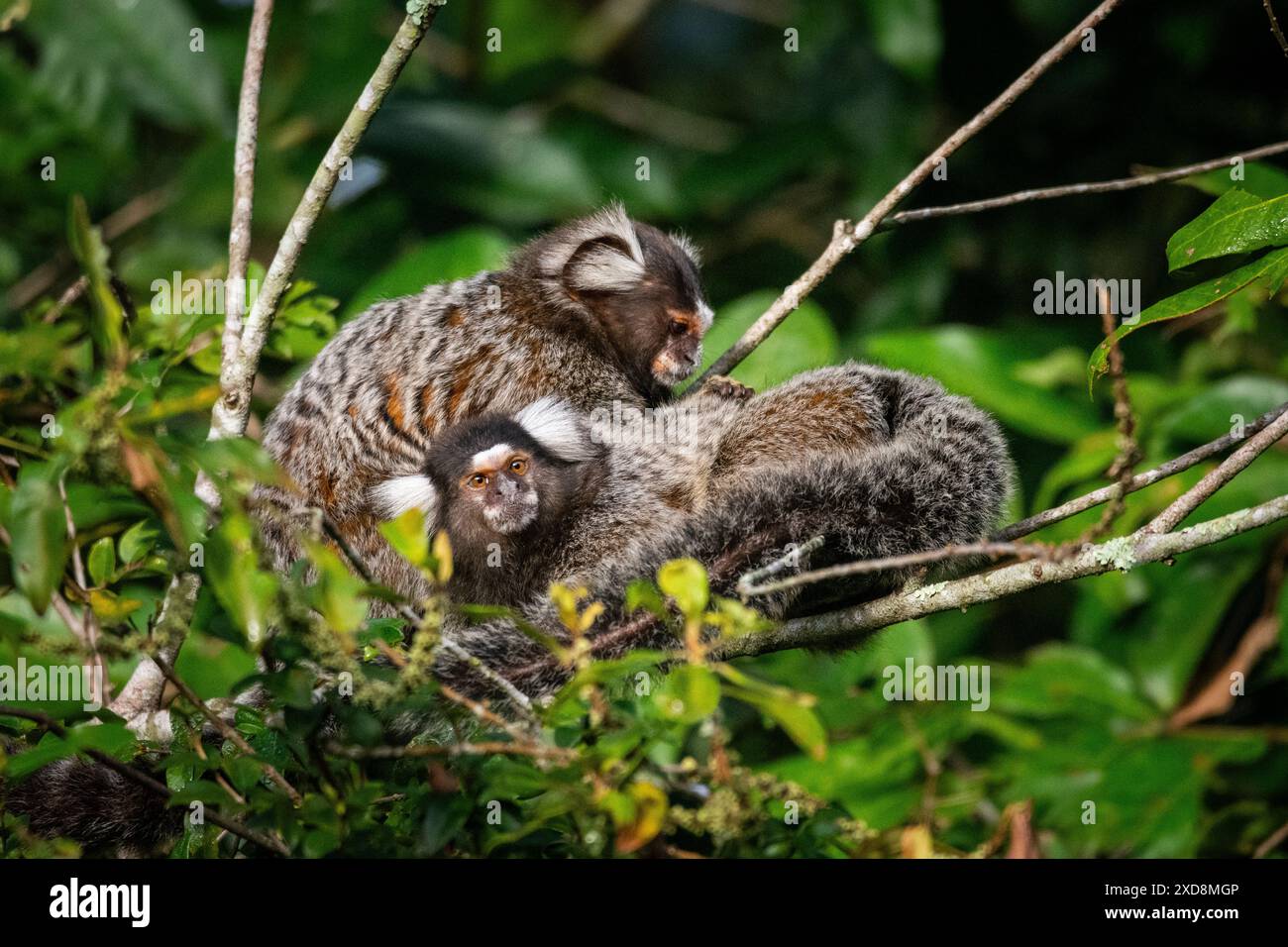 Un paio di marmosine dall'orecchio bianco in cerca di parassiti Foto Stock