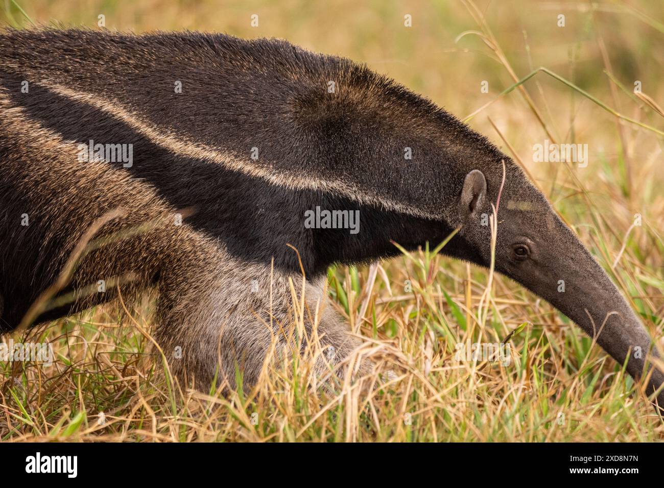 Formichiere gigante nel Pantanal meridionale del Mato grosso do sul Foto Stock