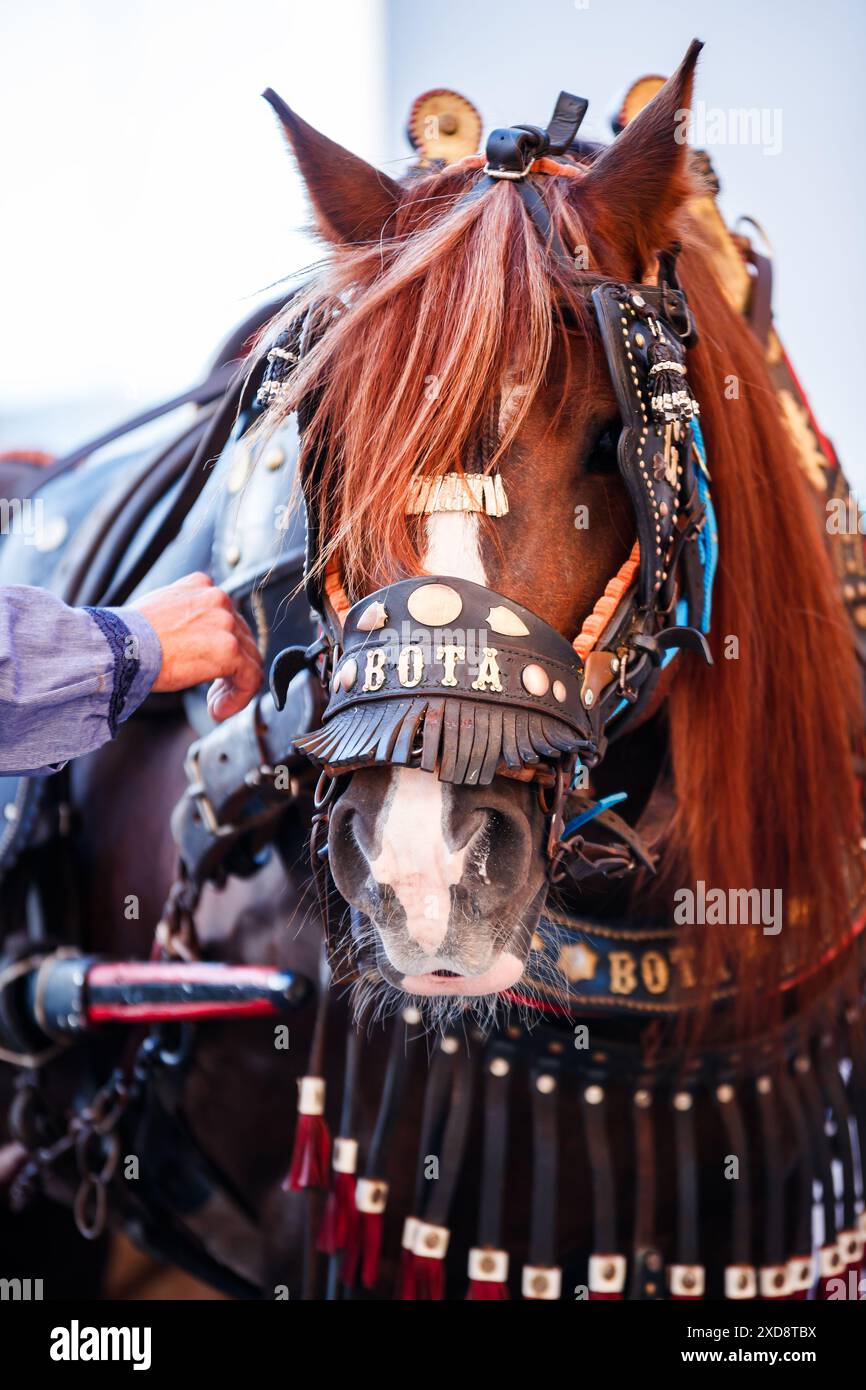 Cavallo nella processione del Corpus Christi Foto Stock