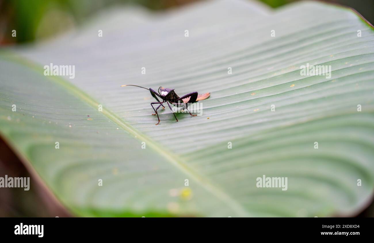 Primo piano di un cricket a testa piatta in Suriname Foto Stock