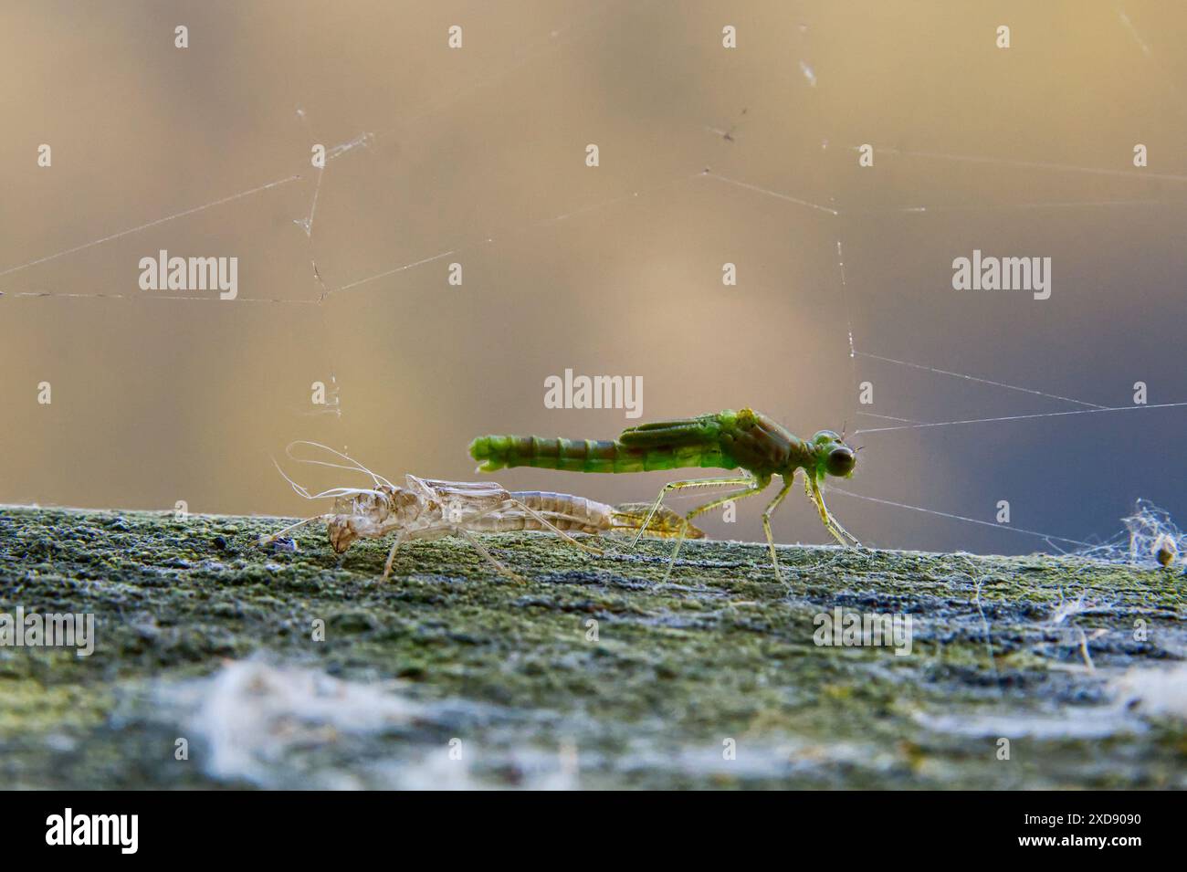 Damsel vola appena uscendo dal palco della larva o della ninfa ad adulto. Il corpo e le ali iniziano ad espandersi e emergere sull'adulto 1 Foto Stock