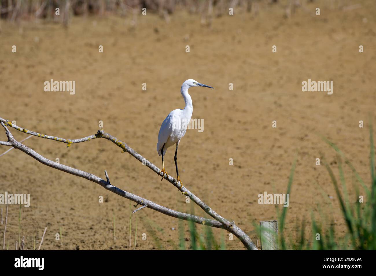 Little Egret in piedi su una diramazione in un laghetto fangoso - Lackford Lakes Foto Stock