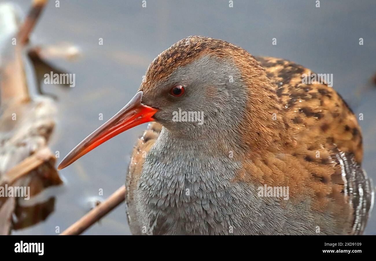 Rallus aquaticus (Rallus aquaticus), primo piano della testa. Foto Stock