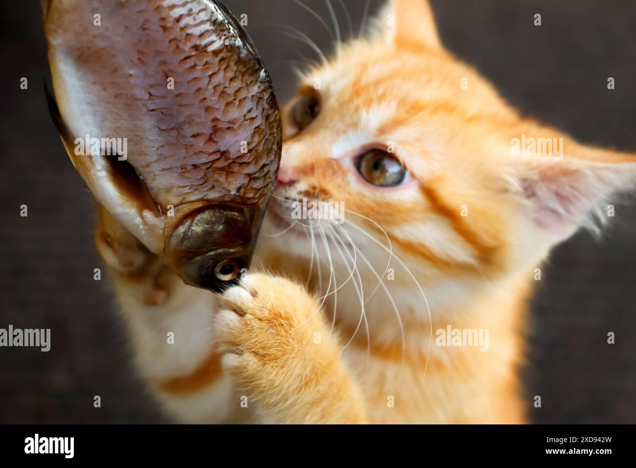 Il gatto vuole mangiare il pesce da vicino. gatto rosso giocoso con pesce. adorabile gatto con pelliccia rossa, zampe sul pesce. Foto Stock