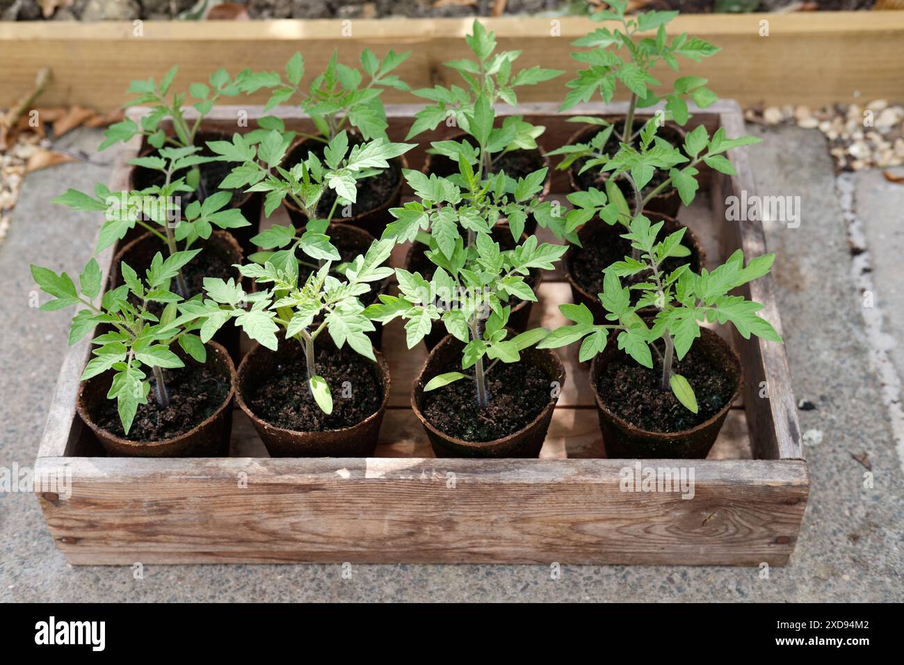 Piante di pomodoro la delizia del giardiniere in pentole ecologiche e non plastiche in un vassoio di semi di legno in un orto, Regno Unito. Foto Stock