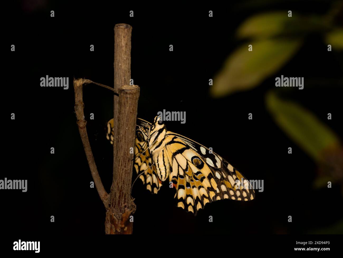 Foto macro di una farfalla di colore giallo e nero seduta su un ramo di un albero. Foto Stock