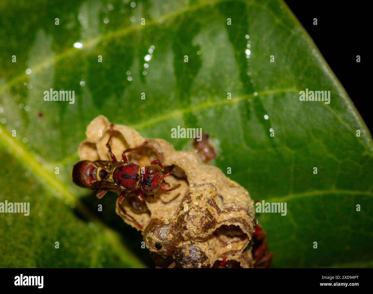 Foto macro di una vespa su una foglia verde. Foto Stock