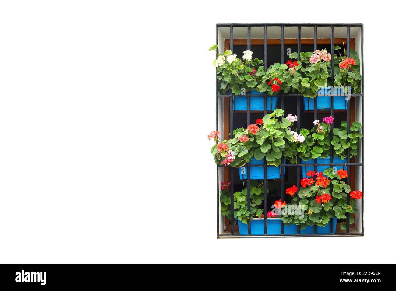 Finestra completamente coperta da vasi di fiori con Pelargonium, decorazione tipica delle finestre a Cordova, Andalusia, Spagna Foto Stock