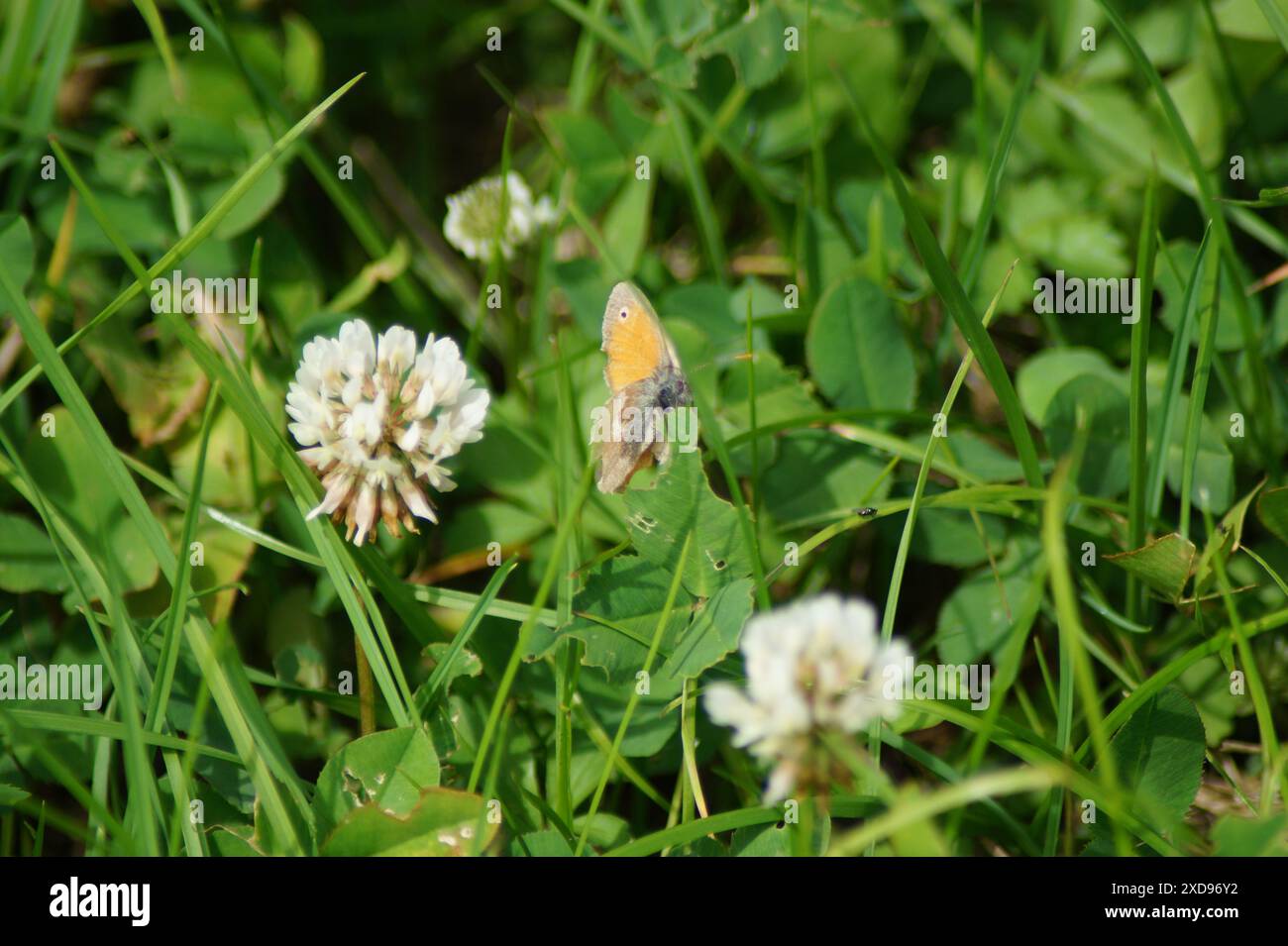 Farfalla piccolo uccello prato Coenonympha pamphilus si trova nascosto nell'erba Foto Stock