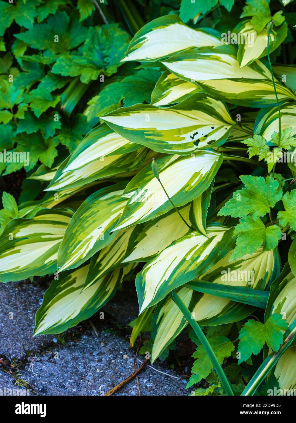 Variegazione verde e bianca sul fogliame lanceolato dell'erbacea perenne, Hosta 'Cherry Berry' Foto Stock