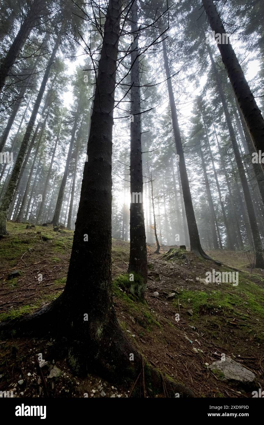 La foresta di Cost'alta-Millegrobbe. Luserna, Alpe Cimbra, Trentino, Italia. Foto Stock