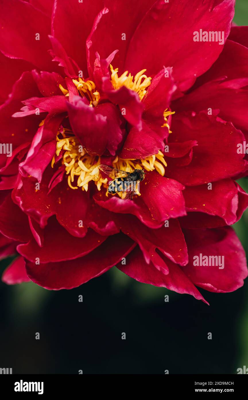 Primo piano di un fiore di peonia rossa con una vespa su stami gialli. Natura, impollinazione e piante da giardino fiorite. Ritaglio verticale. Foto Stock