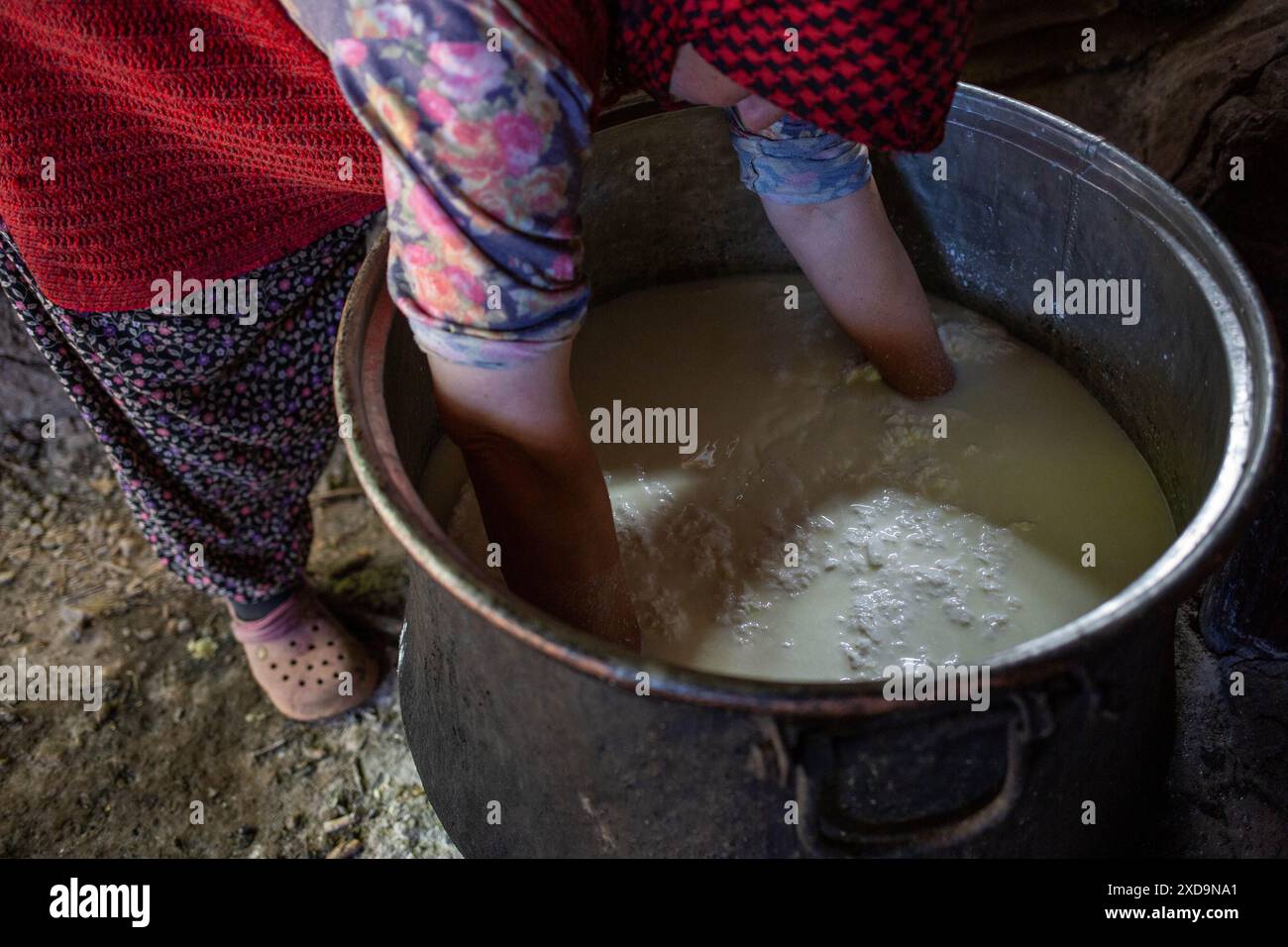 20 giugno 2024: Smirne, Turchia, 20 giugno 2024: Binnaz Sisman, proprietario di animali e allevatore di Karaburun, produce il tradizionale formaggio tulum locale con latte fresco di capre. L'allevamento di capre, un elemento importante dell'antica cultura nomade in Anatolia, continua la sua tradizione secolare sul monte Akdag ad alta quota a Karaburun. La famiglia Sisman, che si guadagna da vivere allevando capre, trascorre 6 mesi all'anno in una baracca sull'altopiano di Akdag a 1200 metri di distanza dalle loro case. (Credit Image: © Tolga Ildun/ZUMA Press Wire) SOLO PER USO EDITORIALE! Non per Com Foto Stock