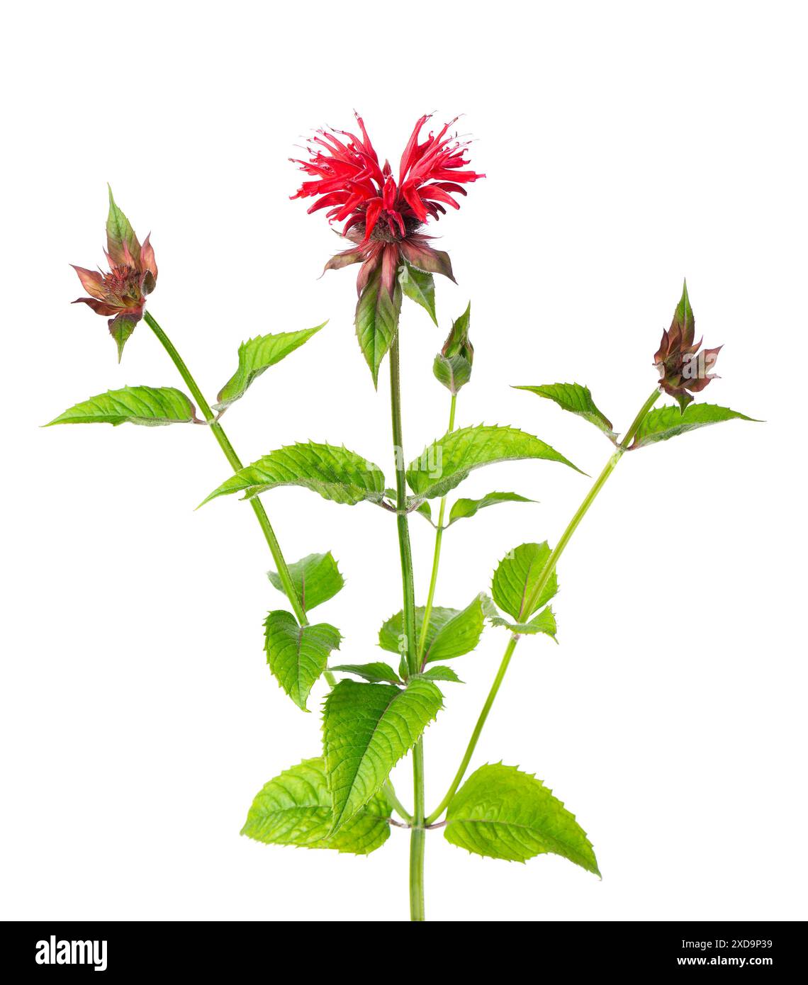 Fiori di Monarda isolati su sfondo bianco. Fiori di bergamotto. Tè Oswego, beebalm scarlatto Foto Stock