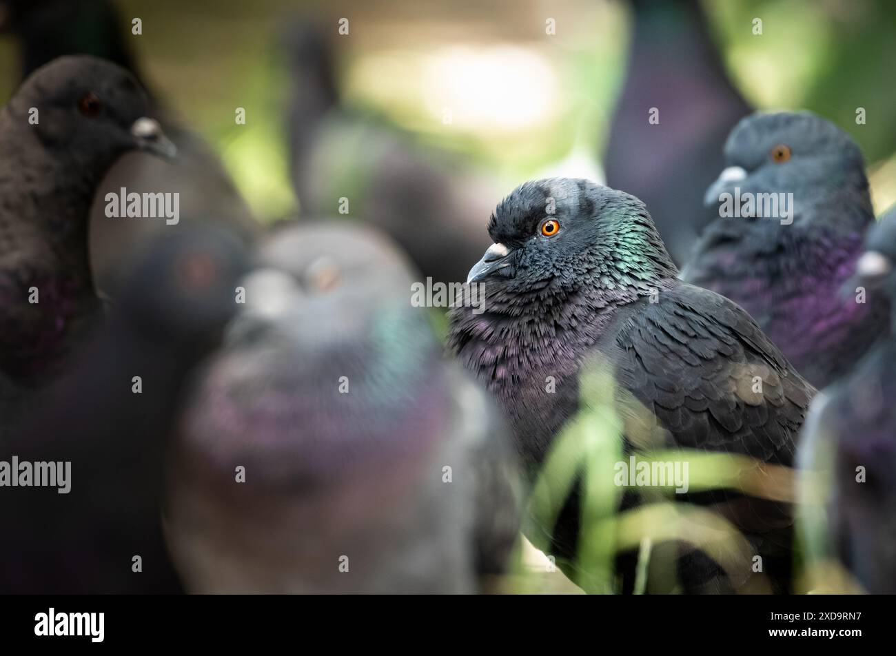 Una vista ravvicinata di Un piccione nero tra gli altri in Un parco in Un giorno di sole Foto Stock
