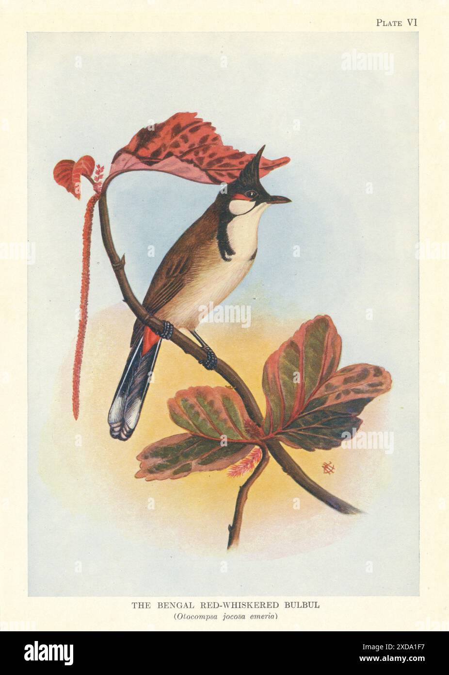 Bulbul rosso del Bengala (Otocompsa jocosa emeria). Indian Birds 1936 Foto Stock