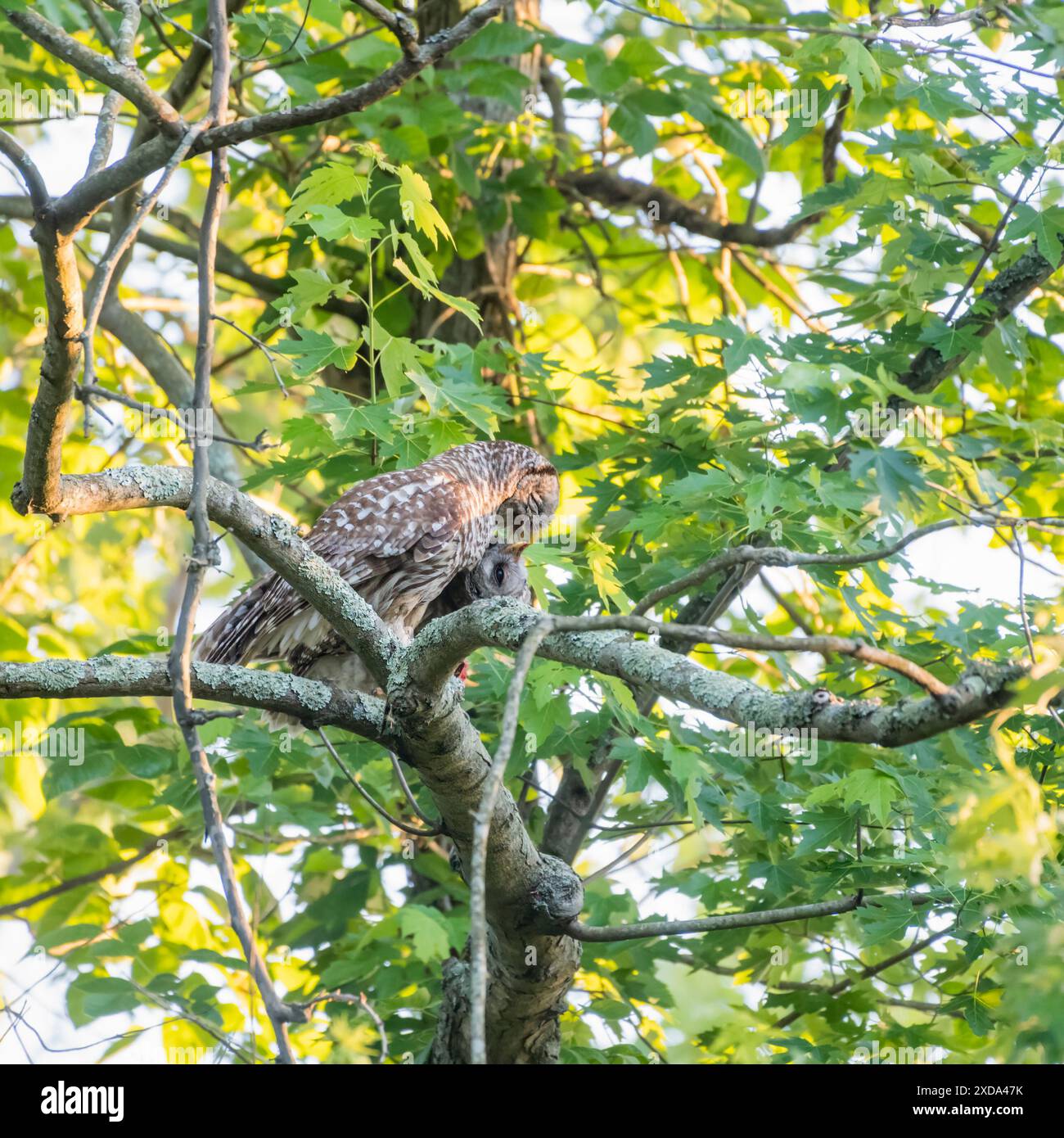 Un gufo barrato (Strix varia) che alimenta il suo gufo. Chesapeake e Ohio Canal National Historical Park. Maryland. STATI UNITI Foto Stock