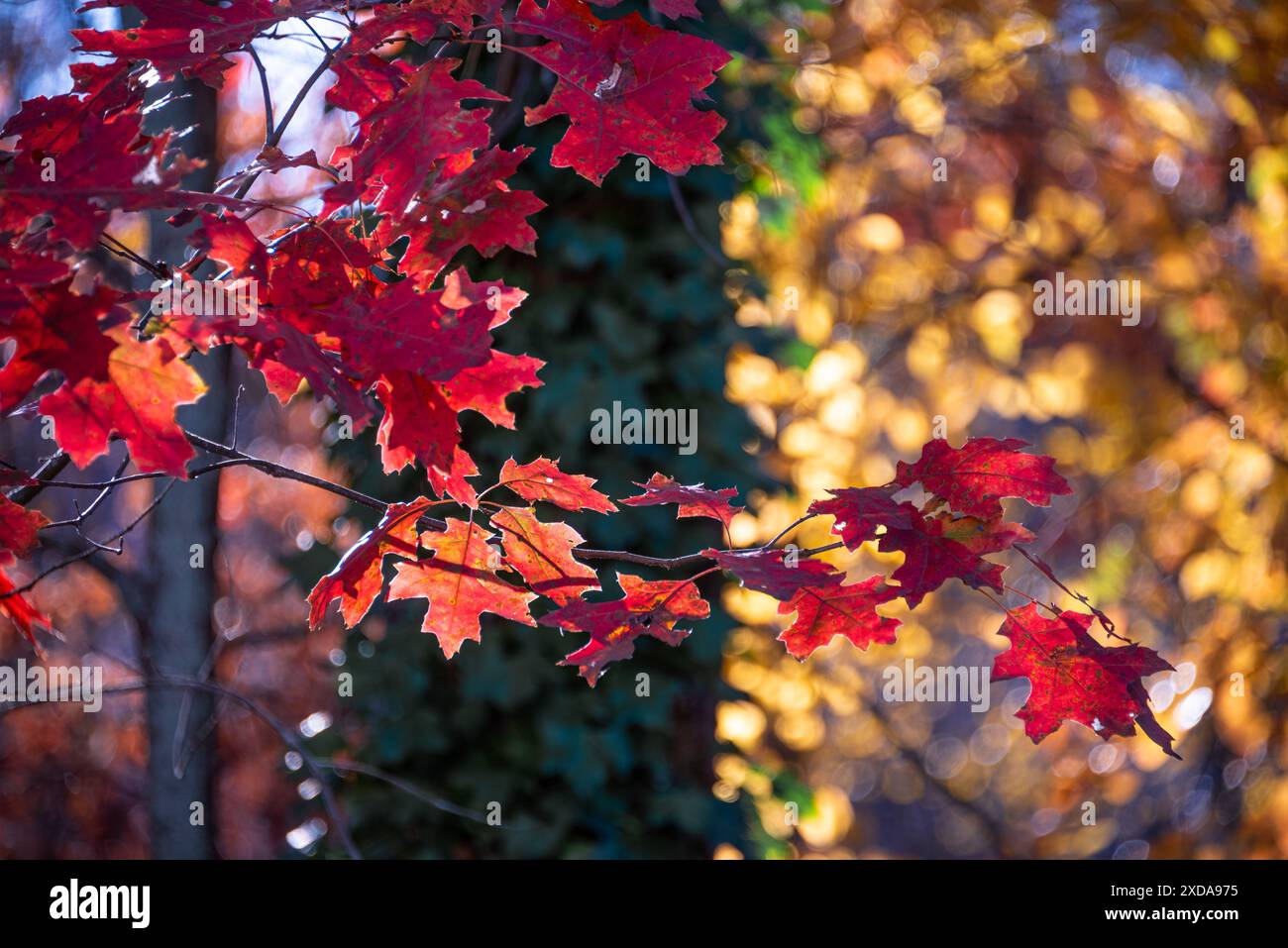 Fogliame autunnale retroilluminato al tramonto a Snellville (Metro Atlanta), Georgia. (USA) Foto Stock