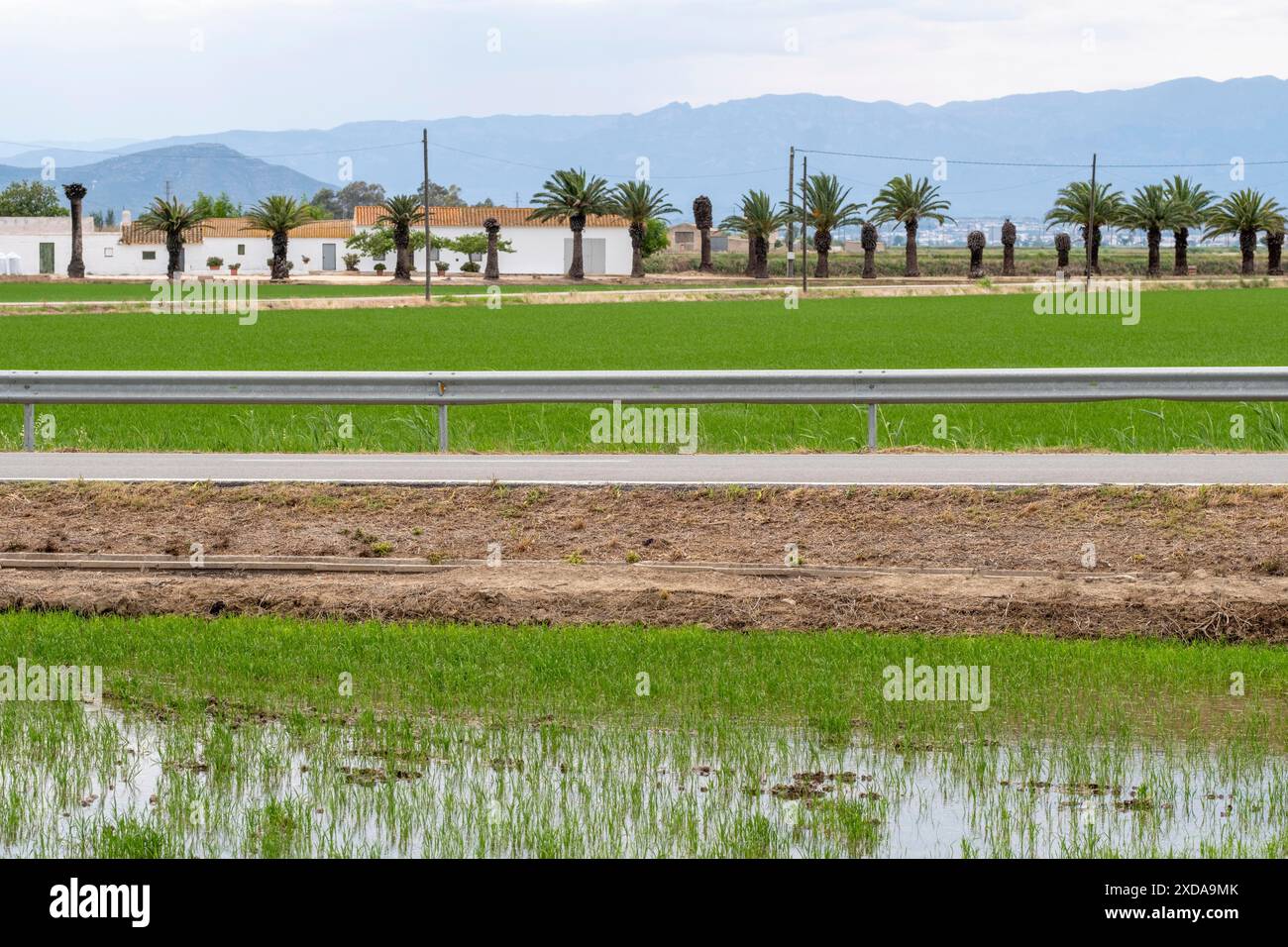 Campi verdi con palme, case bianche e montagne sullo sfondo, campi di coltivazione del riso, Delta del Ebro, Tarragona, Spagna, Catalogna Foto Stock