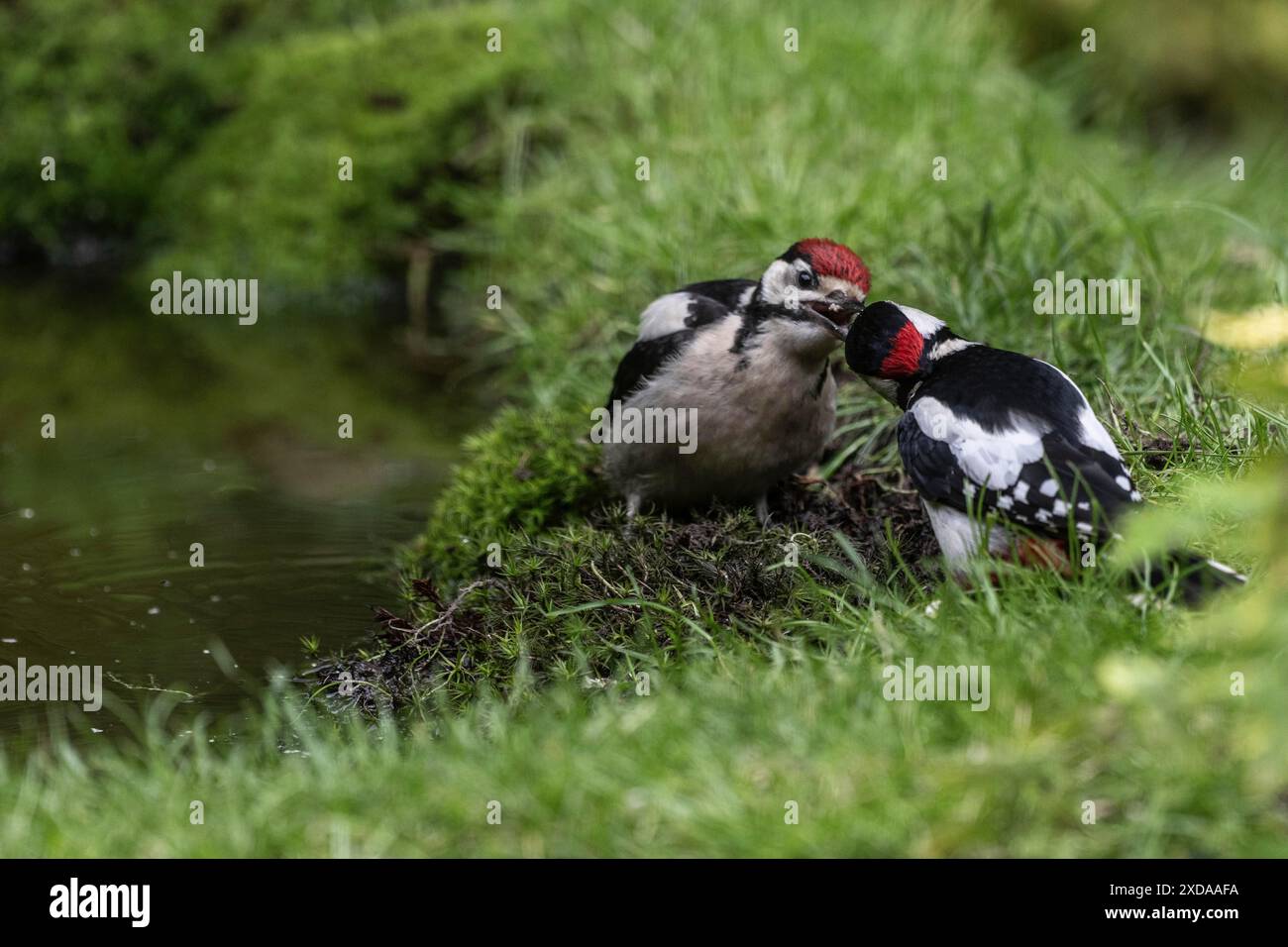 Grande picchio maculato (Dendrocopos Major) che dà da mangiare ai giovani, Emsland, bassa Sassonia, Germania Foto Stock