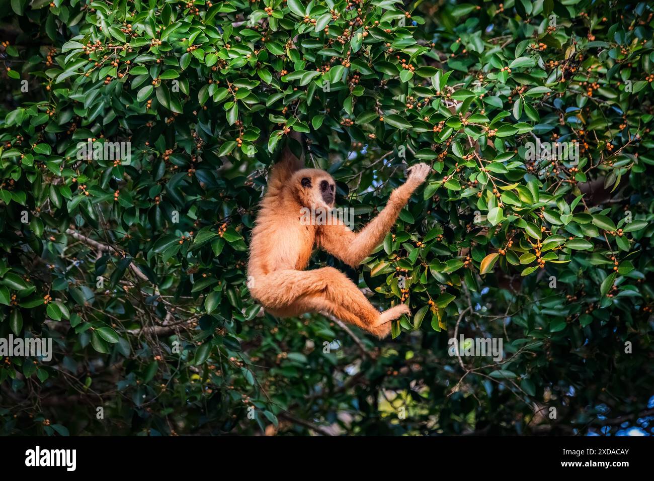 gibbon bianco o Gibbon sugli alberi Foto Stock