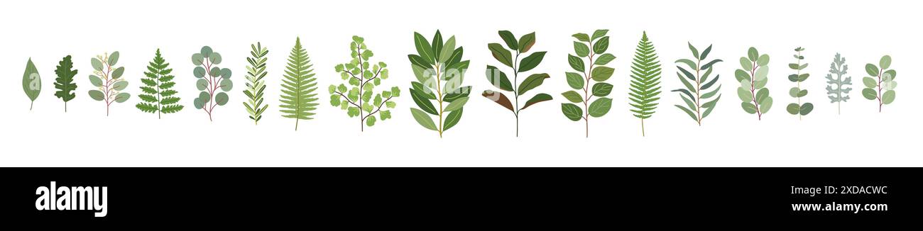 Collezione di fiori per matrimoni. Serie di magnolia, eucalipto, baia, salame, felce, limone, rosmarino, foglie naturali di oliva. Illustrazione vettoriale disegnata a mano Illustrazione Vettoriale