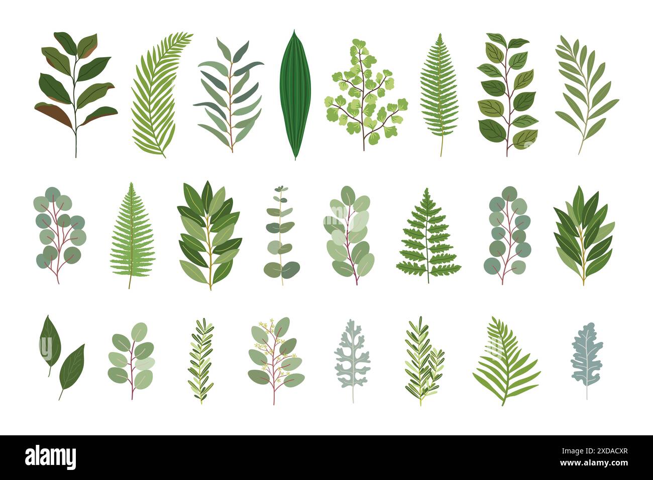 Collezione di fiori per matrimoni. Serie di magnolia, eucalipto, baia, salame, felce, limone, rosmarino, foglie naturali di oliva. Illustrazione vettoriale disegnata a mano Illustrazione Vettoriale