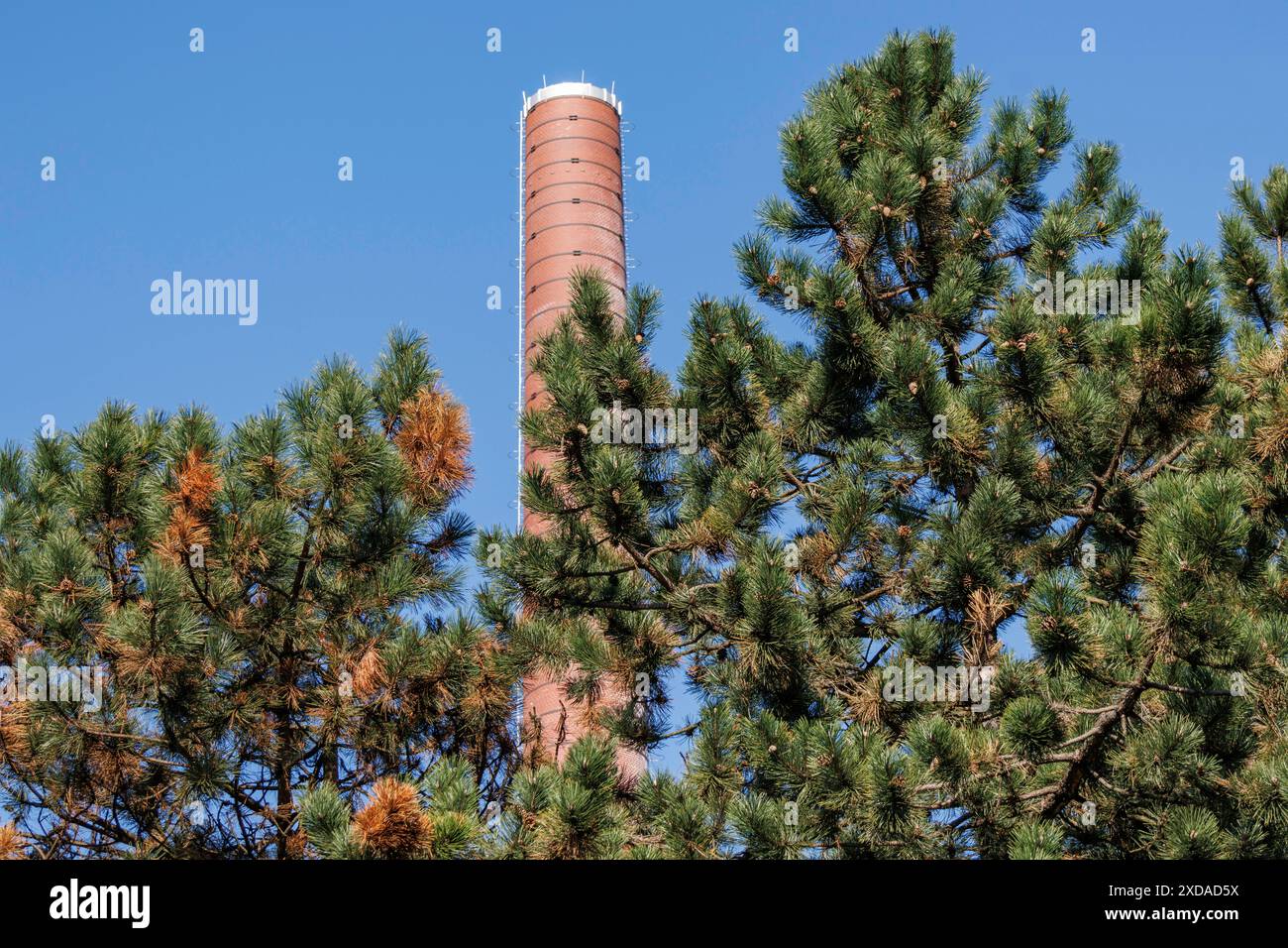 Il camino industriale sorge tra alberi verdi nel cielo blu, creando un contrasto tra natura e industria, essen, regione della ruhr, germania Foto Stock