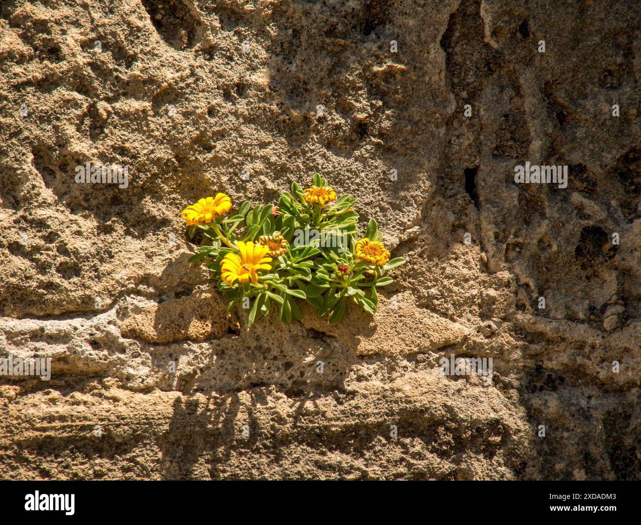Fiori gialli che crescono da un vecchio muro di pietra al sole, Tunisi, Tunisia Foto Stock
