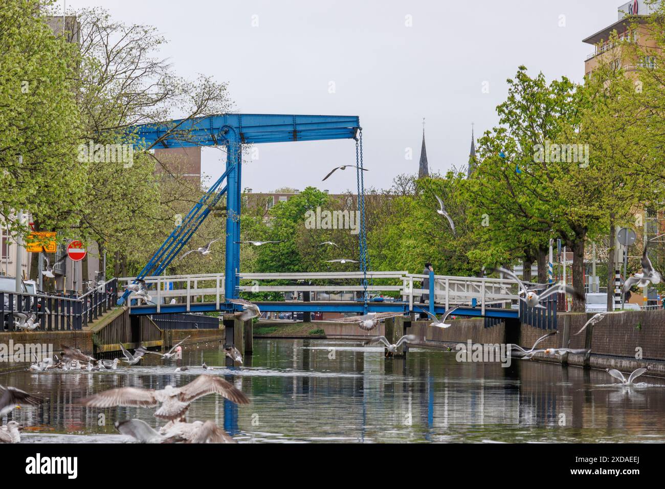 Canale con ponte blu e uccelli che volano sopra di esso, circondato da alberi ed edifici, den haag, paesi bassi Foto Stock