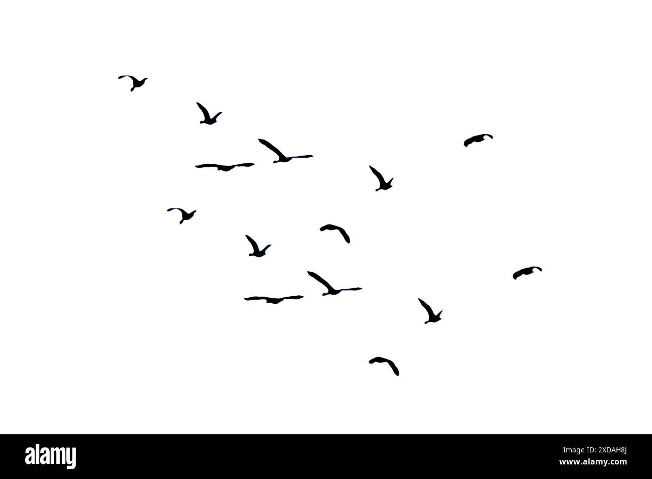 flock di uccelli controluce isolato Foto Stock