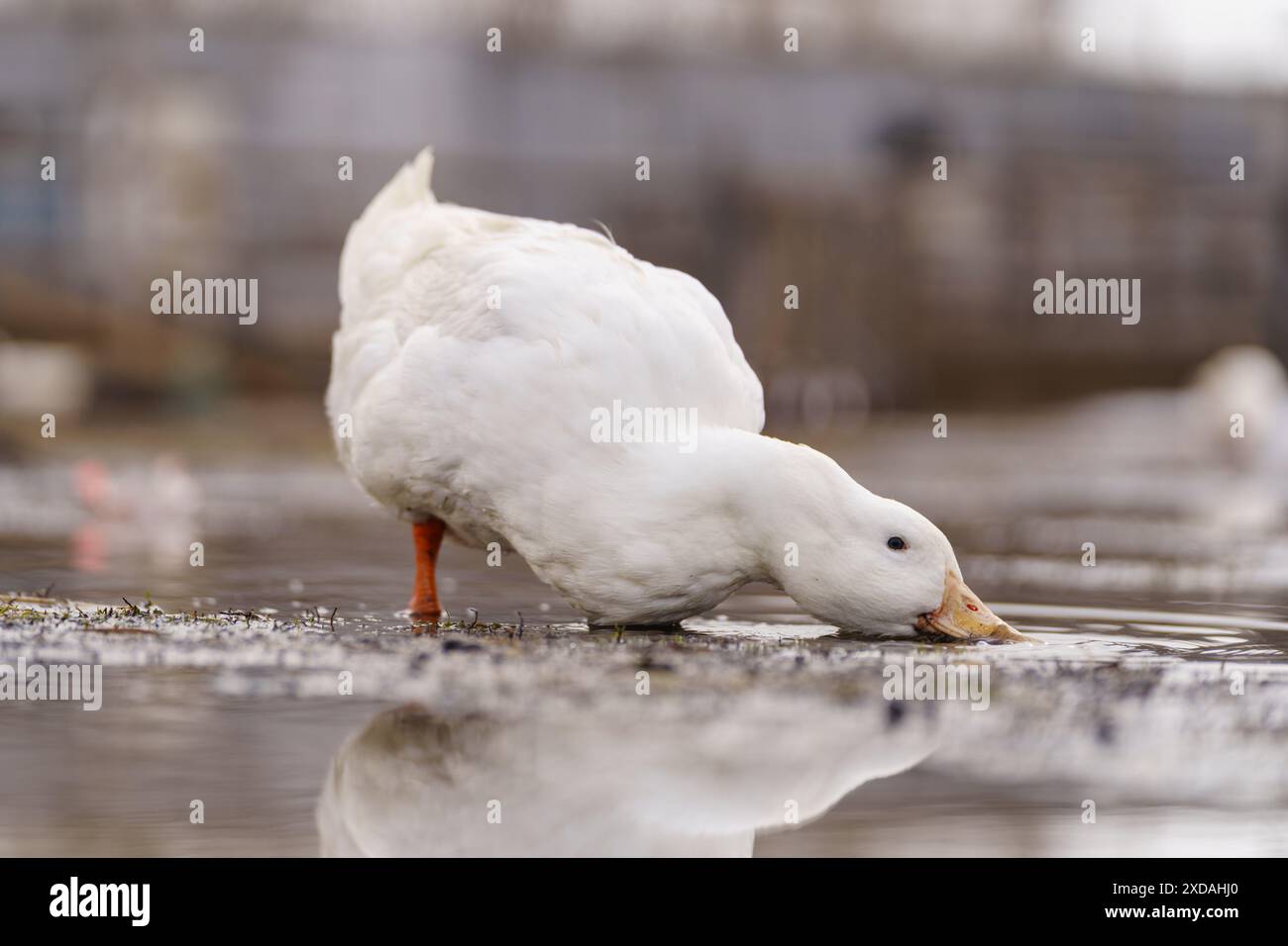 Le anatre bianche si stagliano elegantemente in cima a un terreno umido, trasudando pace e tranquillità nei loro dintorni. Foto Stock