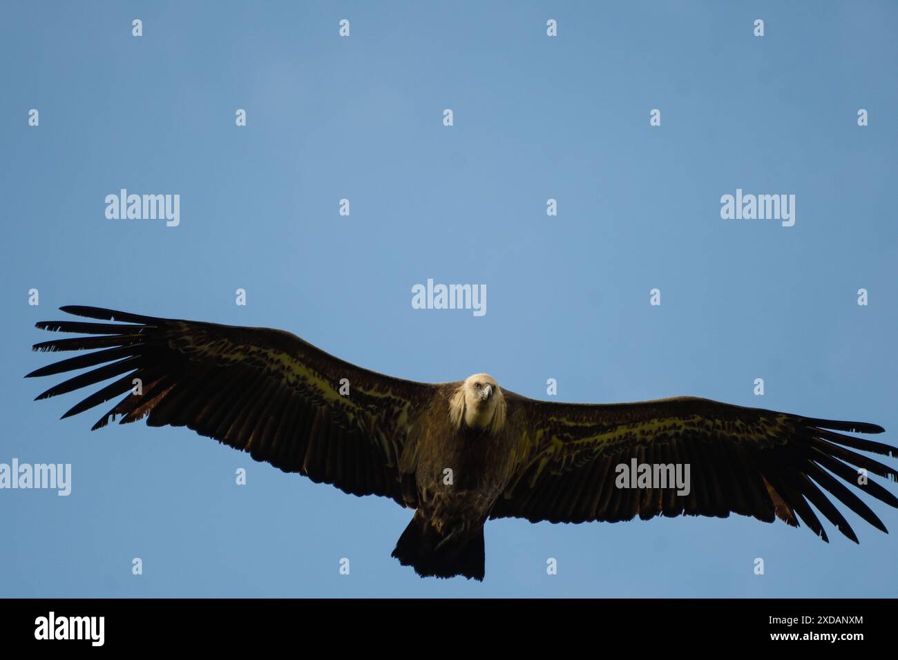 Primo piano di un avvoltoio griffon in volo Foto Stock