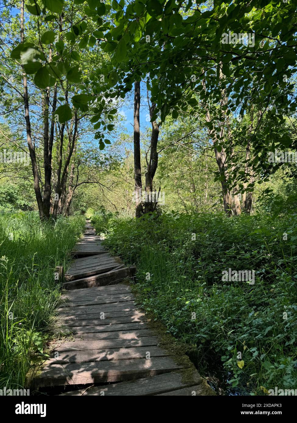 Una passerella in legno rustica e danneggiata che attraversa una foresta. Foto Stock