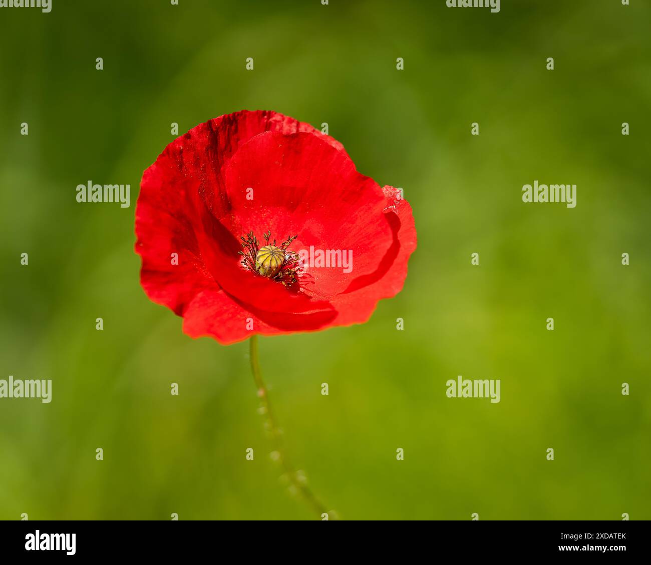 Sfondo papavero. Papavero a testa lunga o blindeyes (Papaver dubium), fiori rossi delicati. Sfondo floreale. Foto Stock