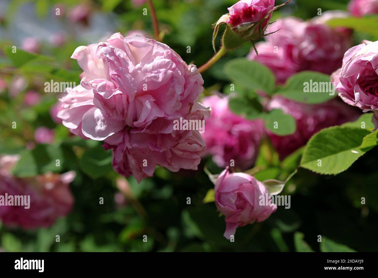 Primo piano di rose rosa in piena fioritura con foglie verdi in un giardino soleggiato. Foto Stock