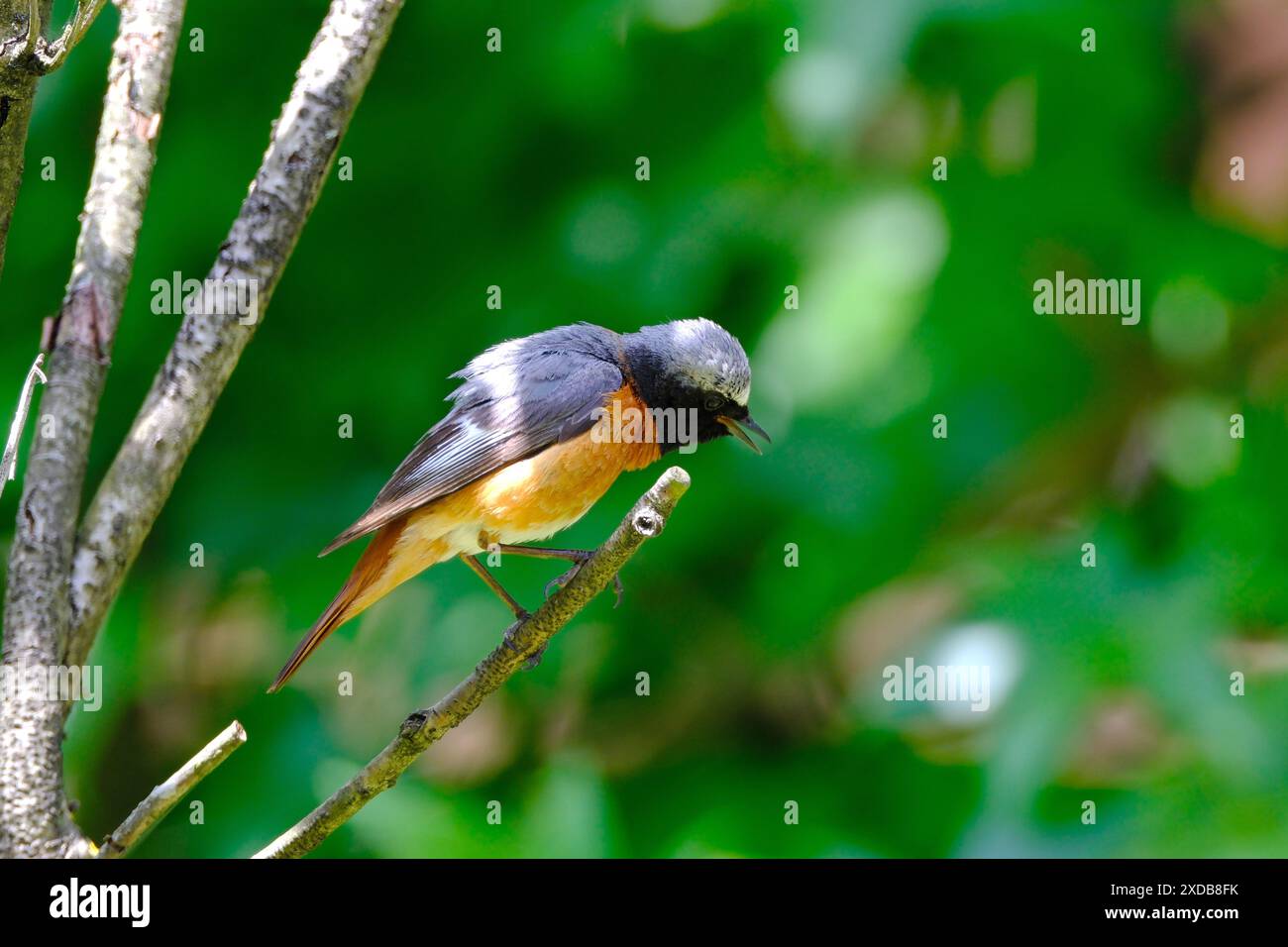 Uccello seduto su un ramo. Uccello Redstart (Phoenicurus phoenicurus) Foto Stock