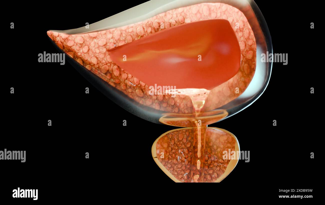 Sistema urinario o escretivo, dettagliata anatomia della vescica maschile e della ghiandola prostatica, urologia medica, riproduttiva genitale, Nefrologia, sezione trasversale di Pro Foto Stock