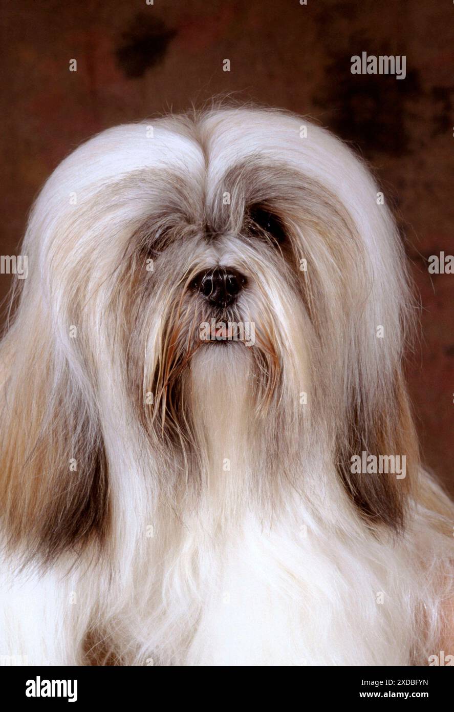 CANE Lhasa Apso - primo piano della testa Foto Stock