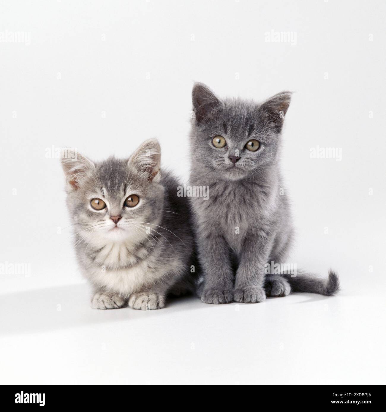 Gatto - x 2 gattini di 11 settimane Foto Stock