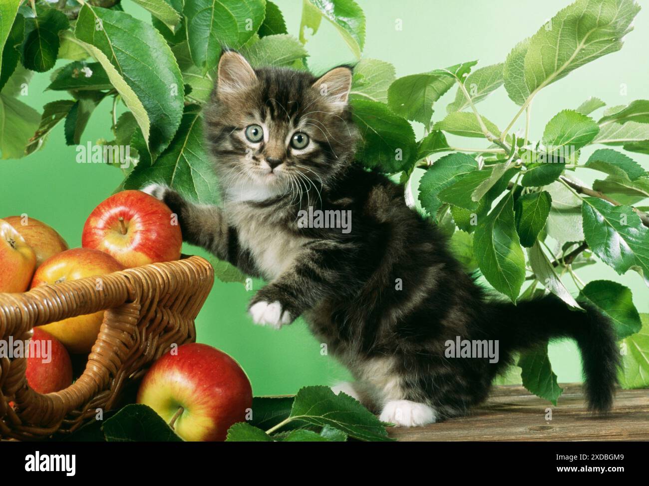 GATTO - Gattino con cesto di mele Foto Stock