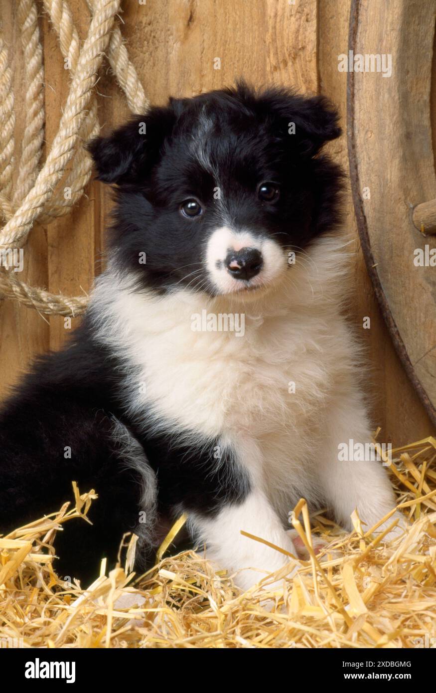 Cuccioli di Border Collie - Animali In vendita a Pordenone