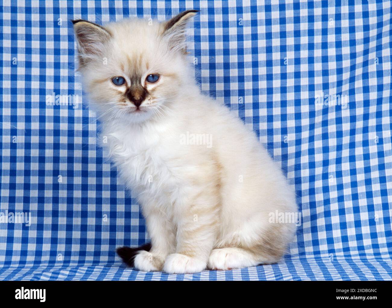 GATTINO Birman sul materiale di controllo Foto Stock