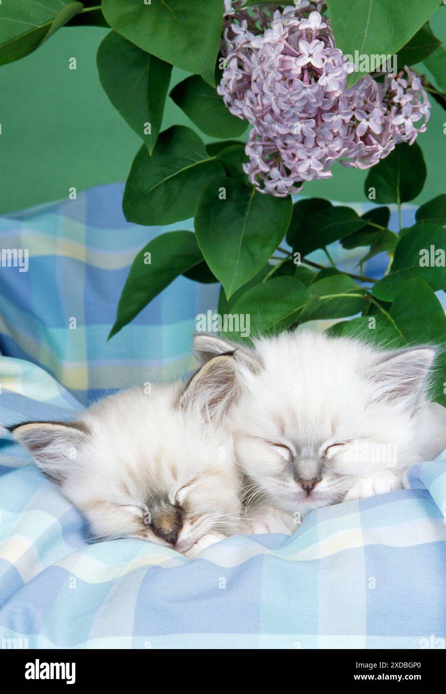 GATTI - Seal Tabby e Blue Tabby Birman gattini Foto Stock