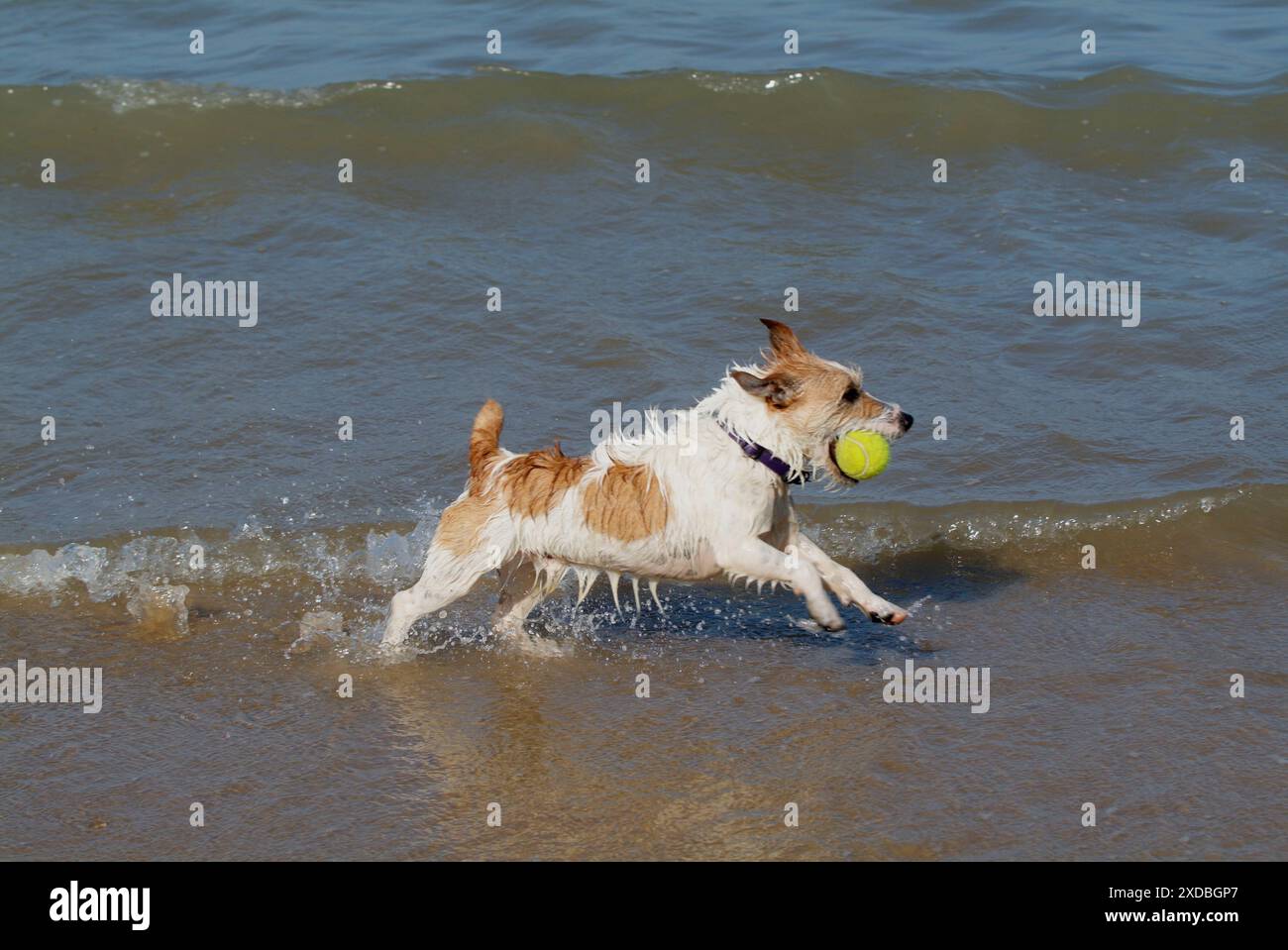 Cane - Jack Russell Terrier che gioca con la palla in mare Foto Stock