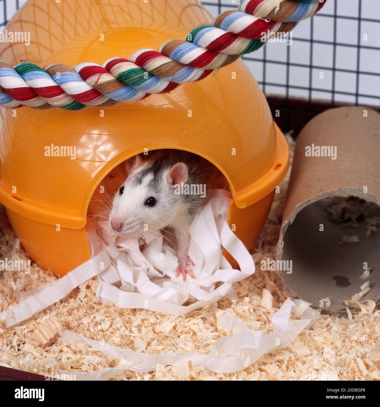 PET RAT - a letto in gabbia Foto Stock