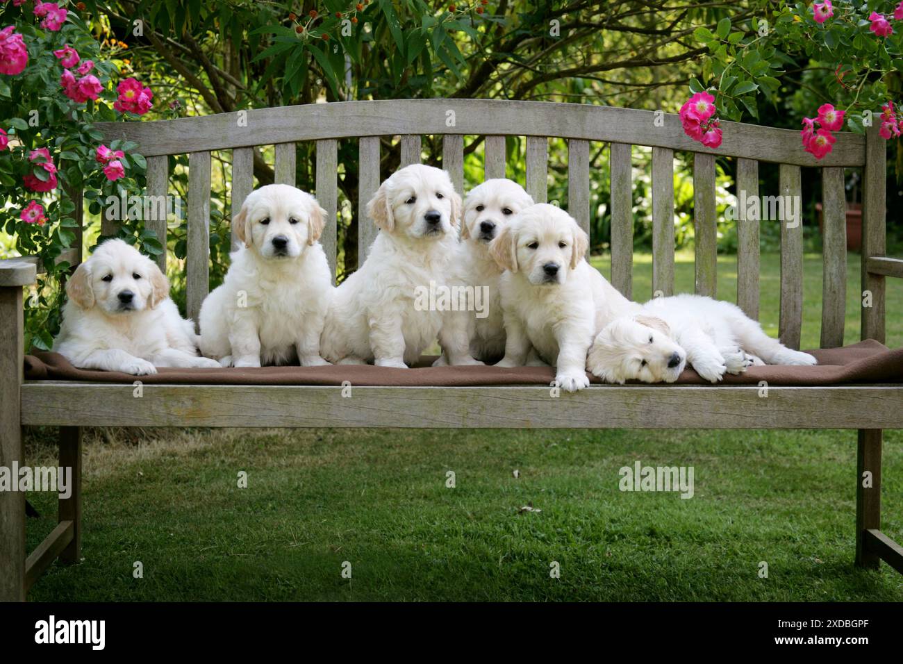 Cuccioli Golden Retriever sulla panchina da giardino - 7 settimane Foto Stock