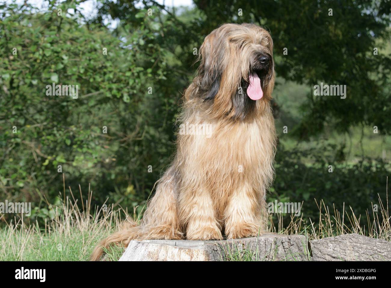 Cane - Briard seduto su un ceppo d'albero con la lingua sporgente Foto Stock